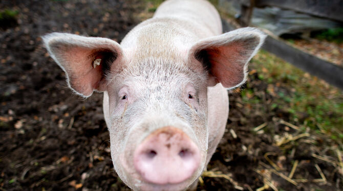 Das ehemalige Mastschwein Rosalie steht auf einem Bauernhof auf einer Weide. Schwein Rosalie fühlt sich auf dem Bauernhof wohl.