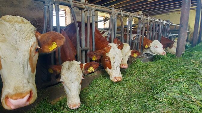 Die Zahl der Tiere haltenden landwirtschaftlichen Betriebe im Landkreis Reutlingen hat deutlich abgenommen.  FOTO: FISCHER