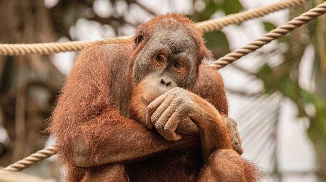 Der Orang-Utan Batak ist seit dem 19. Januar in der Wilhelma in Stuttgar