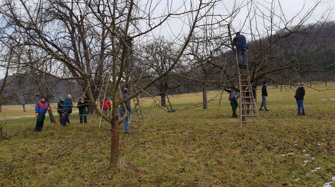 Baumschnittkurse gehören zum Standardprogramm des Obst- und Gartenbauvereins Eningen, der in diesem Jahr 125 Jahr alt wird.  FO