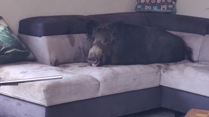 Ein Wildschwein liegt auf einer Couch in einem Wohnzimmer in Hagen.