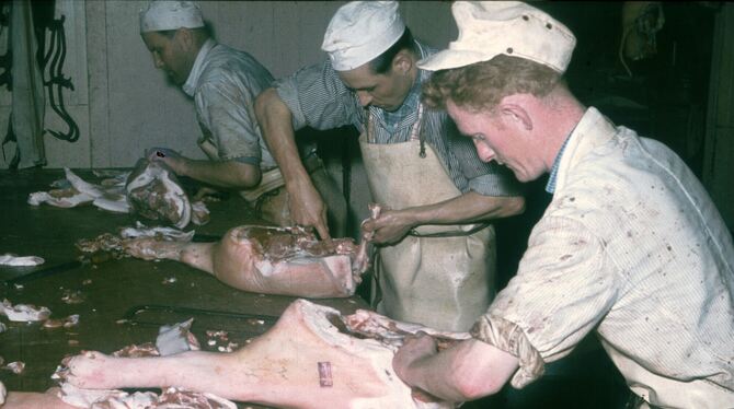 Bis zu achtzig Schweine und Rinder wurden in der Großschlächterei täglich geschlachtet und zerlegt.  FOTOS (2): SAMMLUNG LENK