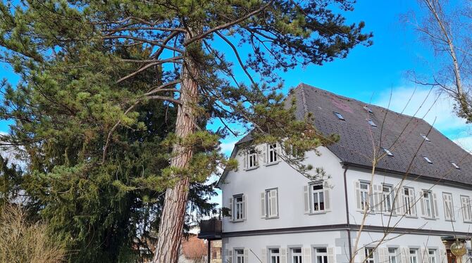 Die Kiefer zwischen Klosterkirche und Kinderhaus Klostergarten (rechts im Bild ) wird morgen und Samstag gefällt. FOTO: STADT