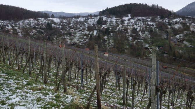 Winter in den Metzinger Weinbergen mit Blick rüber zum Hofbühl (links). In diesem Jahr gab es bisher wenige andauernde Kaltphase