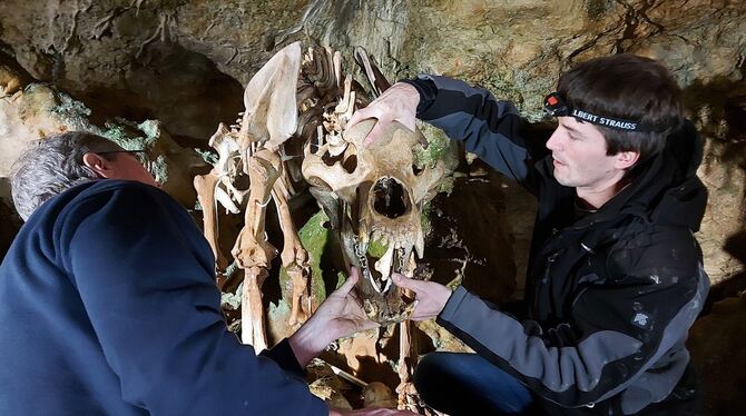 Das Skelett des Höhlenbären ist restauriert. Thomas (rechts) und Wolfgang Lechner haben die Knochen in ihrer Präparationswerksta