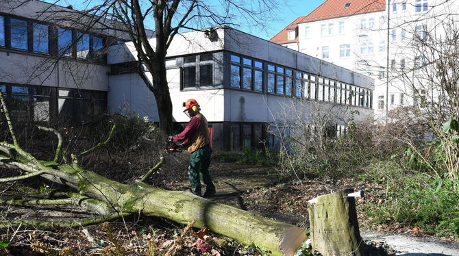 Im Park der Theologischen Hochschule an der Hagstraße werden mehrere Bäume gefällt, um Platz für den Bau eines Studentenwohnheim