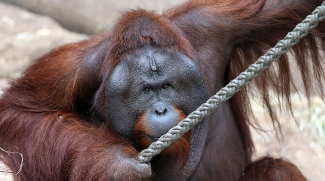 Orang-Utans verwendeten scharfe Steine als Werkzeuge. Ein Verhalten, das sie praktizierten, ohne dass sie es vorher bei Menschen