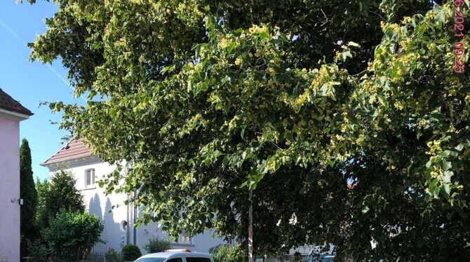 Messungen des Ordnungsamts haben ergeben, dass Äste der Bäume in der Haydnstraße Fußgänger behindern. Der Eigentümer wurde zum R