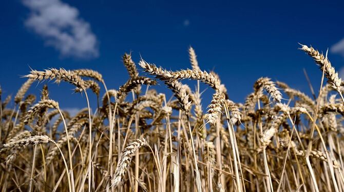 Landwirtschaft