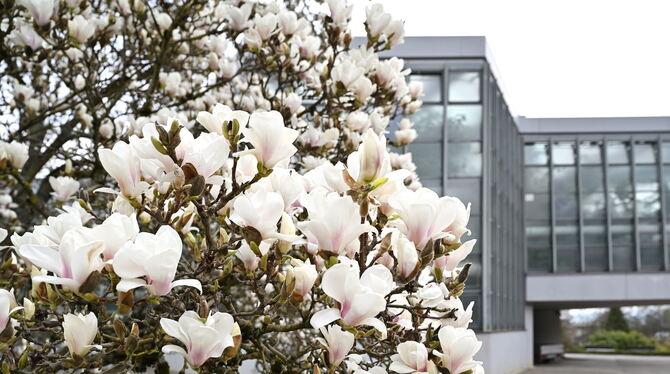 Frühling in Tübingen: Magnolien, Rhododendren, das Alpinum und die Gewächshäuser erwarten Besucher.  FOTO: PIETH