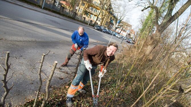 Im Stadtgarten haben die Pflegearbeiten der Stadt begonnen. Entlang der Charlottenstraße werden die Sträucher zurückgeschnitten,