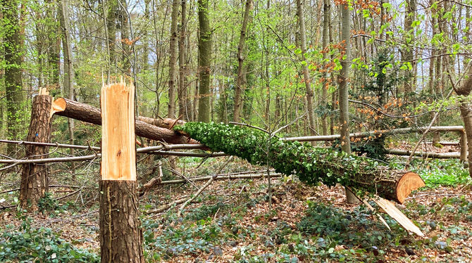 Umgesägte Bäume wurden einfach liegengelassen. Das Motiv für die Sägerei bleibt unklar. FOTO: BOCK