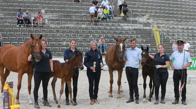 Züchterstolz im Gestüt Marbach: Am Sonntag, 12. Juni, ist wieder Fohlenschau in der Gestüts-Arena.  FOTO: PRIVAT