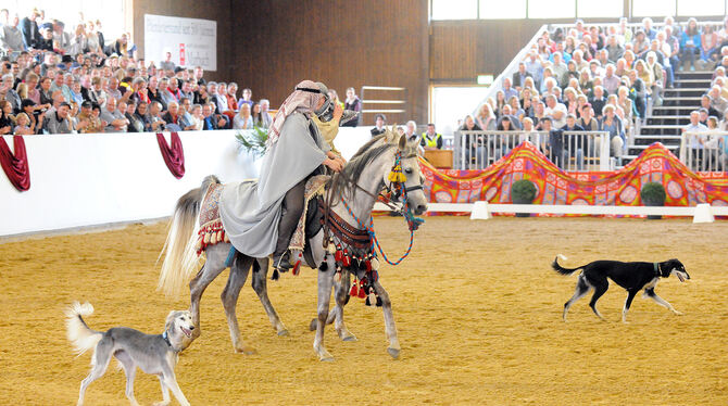 Wüstenzauber in Marbach: Meike Göbel und Team mit ihren Salukis.  FOTO: KUBE/GESTÜT