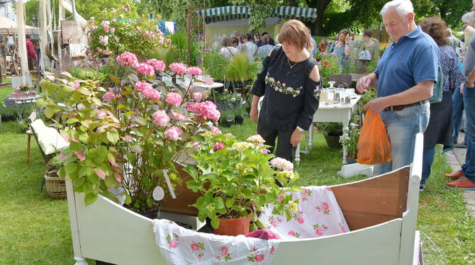 Wenn in Mössingen die Blumen blühen: Am Sonntag ist wieder Rosenmarkt.