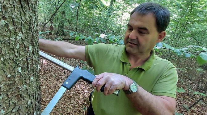 Stark: Martin Mauser misst den Umfang der stattlichen Fichte.  FOTOS: FISCHER