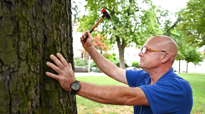 Der Patient wird abgeklopft: Am Klang kann Experte Axel Bunes erkennen, ob ein Baum inwendig erkrankt ist. Werden Defektsymptome