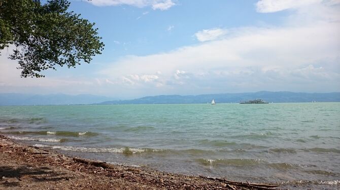 An vielen Stellen des Bodensees sind karibisch-grün schimmernde Planktonalgen zu sehen.