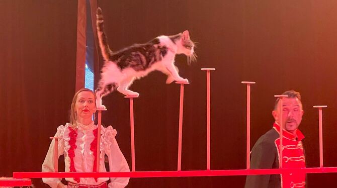 Der Circus Rudolf Renz hat rassige Pferde, geschmeidige Katzen, kraftvolle Akrobaten und einiges mehr im Programm.  FOTOS: SAUTT