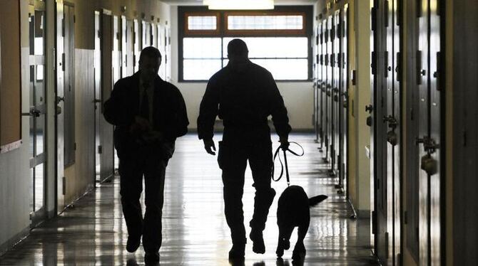 Im Einsatz: Drogenspürhund in der Dresdner Justizvollzugsanstalt Hammerweg. Foto: Matthias Hiekel/Archiv