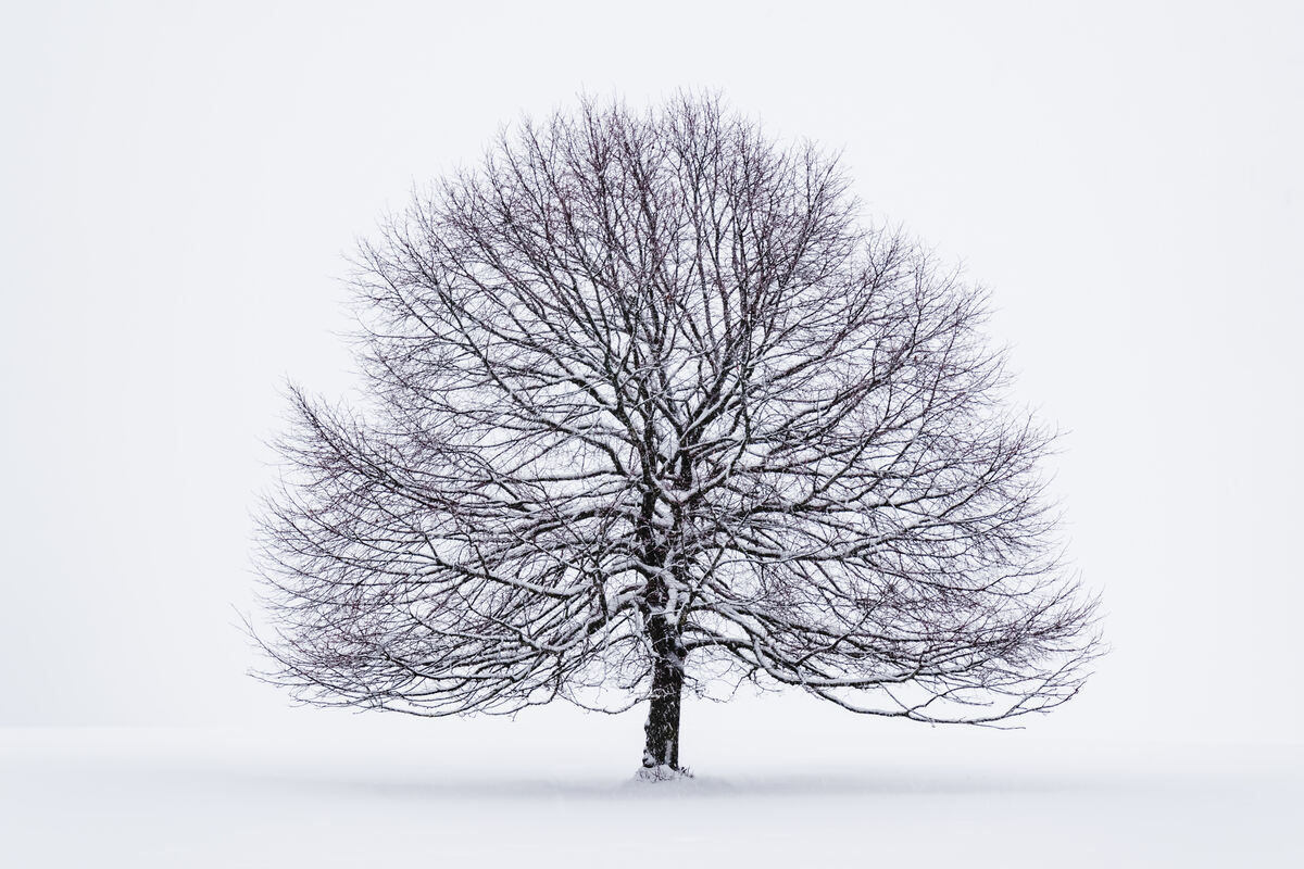 31 Whiteout Tree