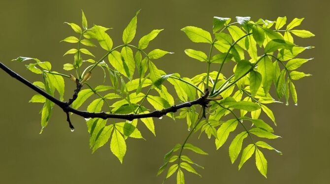 Davon können auch die Engstinger nur noch träumen: gesunde Eschen. FOTO: FOTOLIA