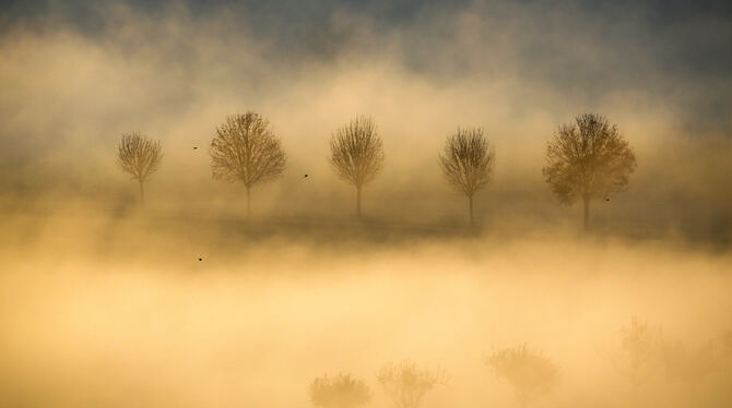 Wie gemalt: Thomas Warnacks Bild von auffliegenden Vögeln im vergoldeten Morgennebel ist preisgekrönt. FOTO: WARNACK