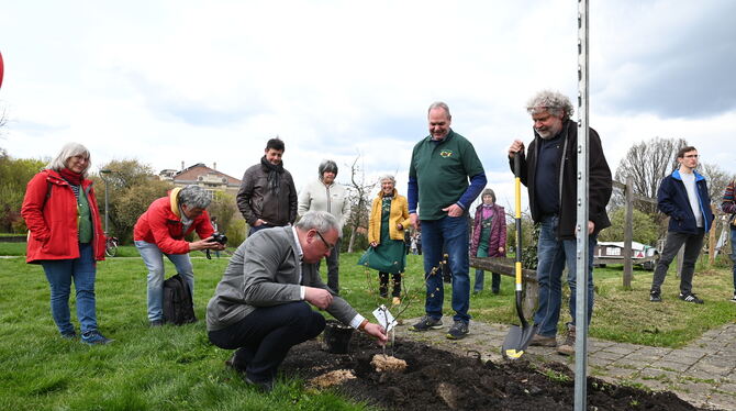 Was die Leute vom Obst- und Gartenbauverein gemeinsam mit OB Keck (in der Hocke) in der Pomologie eingepflanzt haben, wird einma