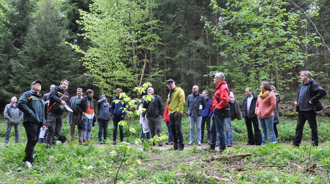 Beim Waldumgang wurde den Gemeinderäten erläutert, wie es um den St. Johanner Wald bestellt ist. FOTO: BIMEK