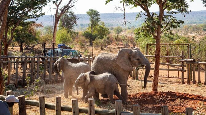 Elefantenwaisen in Simbabwe