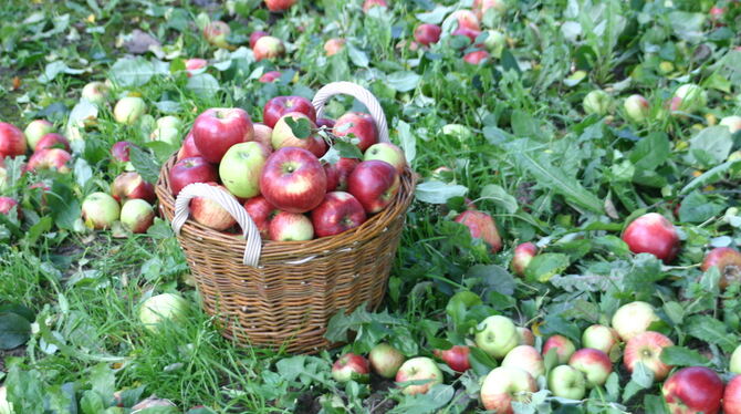 Über 2 000 verschiedene Obstsorten gibt es auf den schwäbischen Streuobstwiesen. Einen ersten Einstieg in das weite Feld der Pom