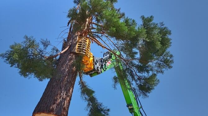 Das letzte, untere Stück des Stamms wird angehoben und abtransportiert. FOTO: BÖHM