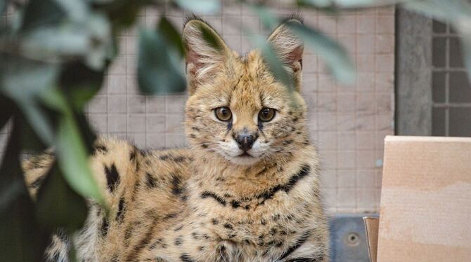 Serval