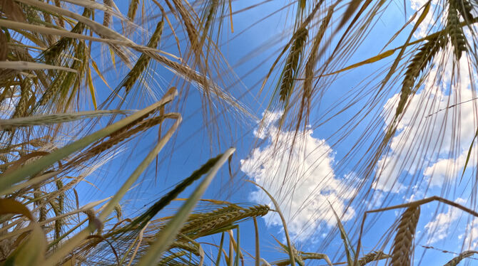 Reifes Getreide steht auf einem Feld vor blauem, leicht bewölktem Himmel.  FOTO: WEIßBROD/DPA