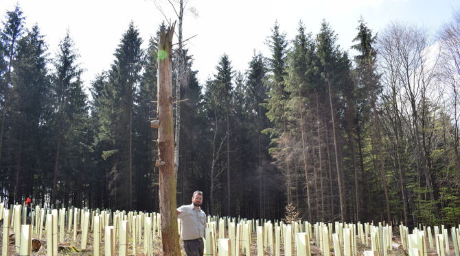 Das Archivbild zeigt Friedemann Rupp inmitten von Neuanpflanzungen. Die kleinen Eichen stecken alle in sogenannten Wuchshüllen a