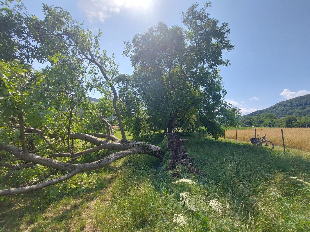 Ein äußerlich völlig intakter Nussbaum ist auf dem Grundstück der Gemeinde Dettingen umgefallen, wo Trinkwasser entnommen wird.