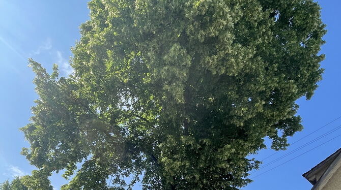 Eine der beiden Belsener Linden in der Brühlstraße wurde vom Orkan geknickt.  FOTO: MEYER