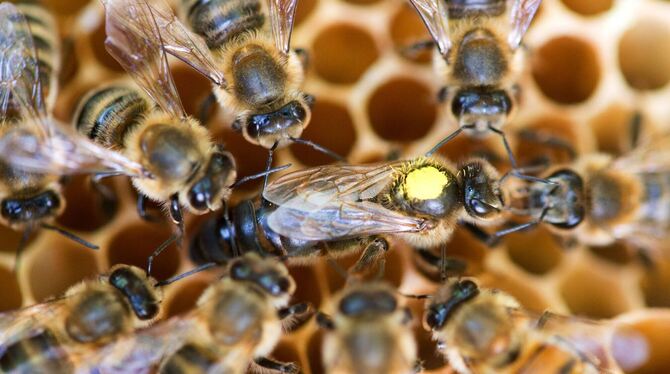 Bienenkönigin mit Honigbienen