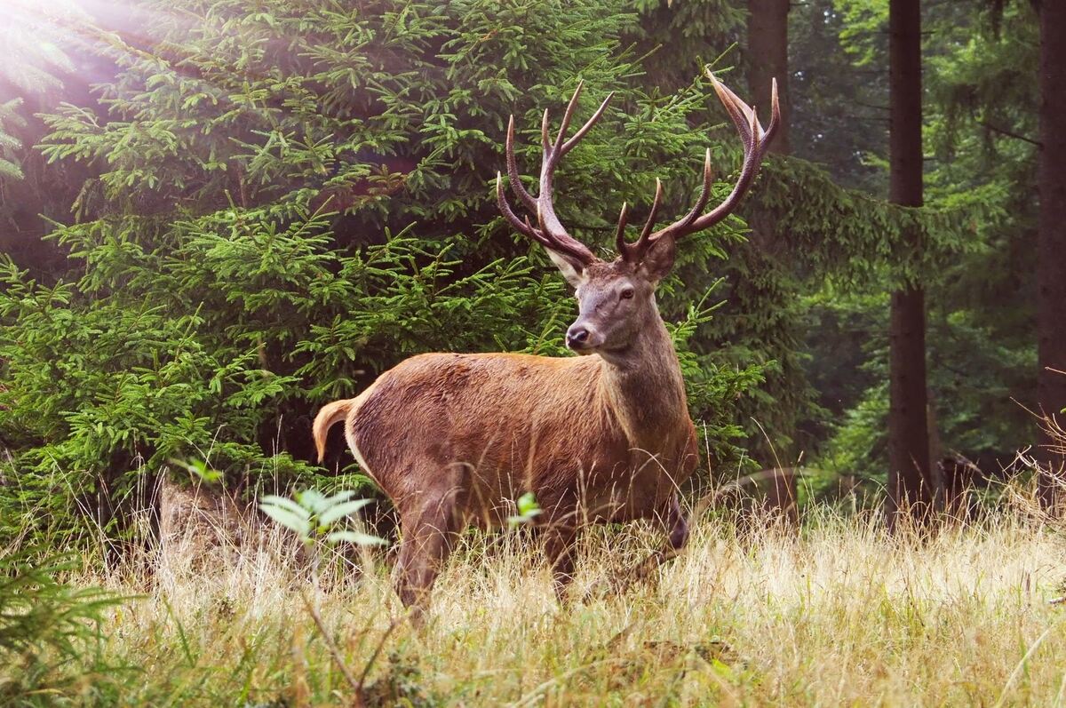 4 König des Waldes