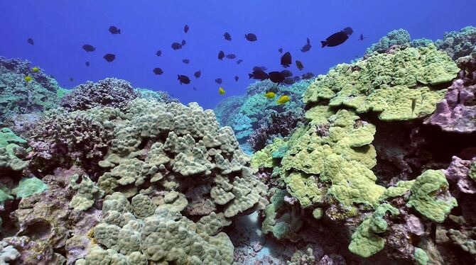Schutzmaßnahmen für bedrohte Korallenriffe