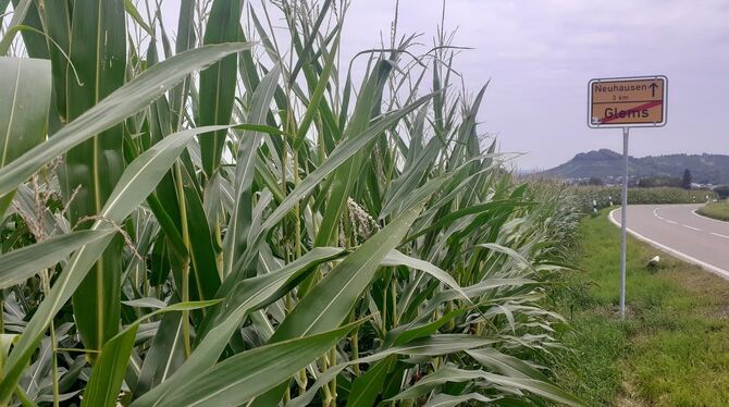 Seit drei Wochen immer wieder Regen: Dieses Maisfeld bei Glems ist kräftig gewachsen