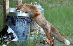 Nicht nur in offenen Mülleimern geht der schlaue Fuchs gerne essen. Auch Mäusenester in Komposthaufen findet er höchst anziehend