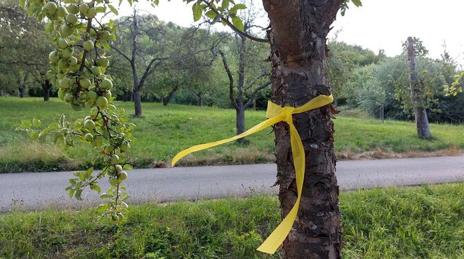 Ein gelbes Band am Obstbaum zeigt an, dass hier geerntet werden darf.  FOTO: PR