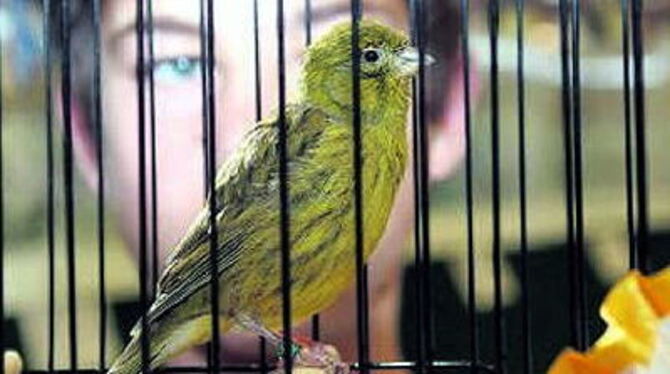 Stolzer Jugendmeister: Kevin Sagi und sein Kanarienvogel Fife. 
FOTO: REISNER