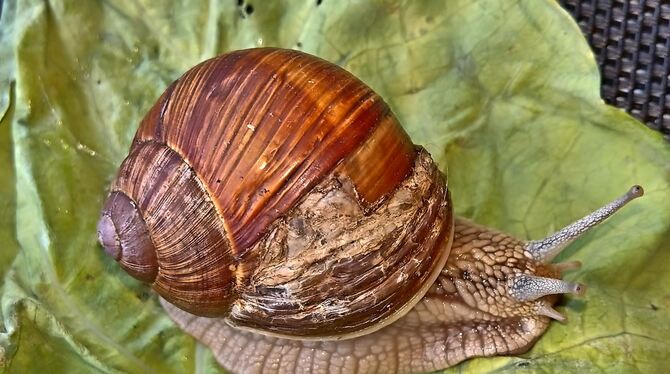 Gelungene Haussanierung: die Weinbergschnecke hat ihren kaputten  Panzer selbst wiederaufgebaut.