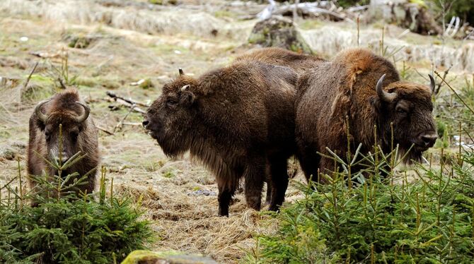 Wisent-Herde