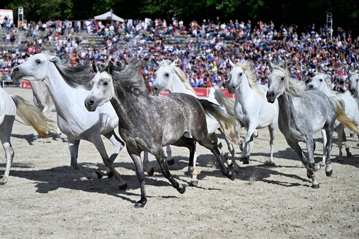 hengstparade_marbach_2023_pieth_54