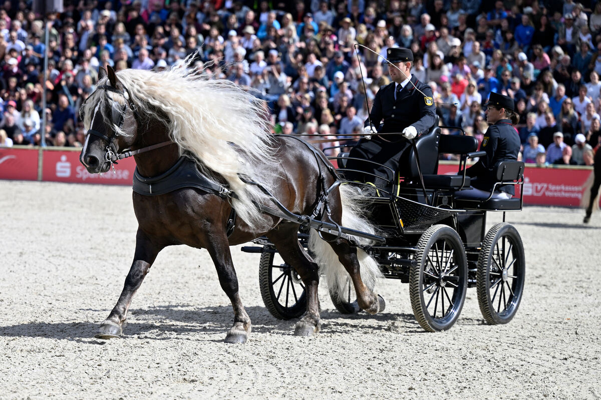 hengstparade_marbach_2023_pieth_11