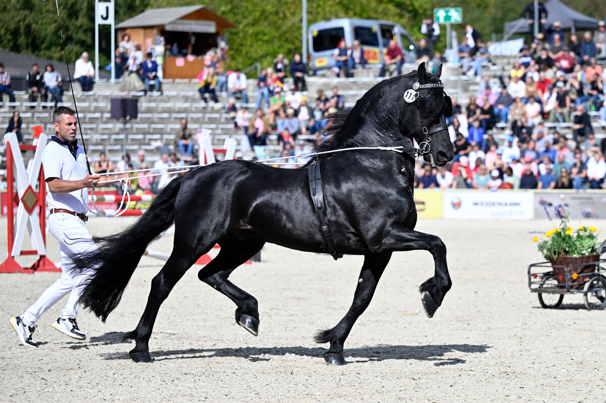 hengstparade_marbach_2023_pieth_14