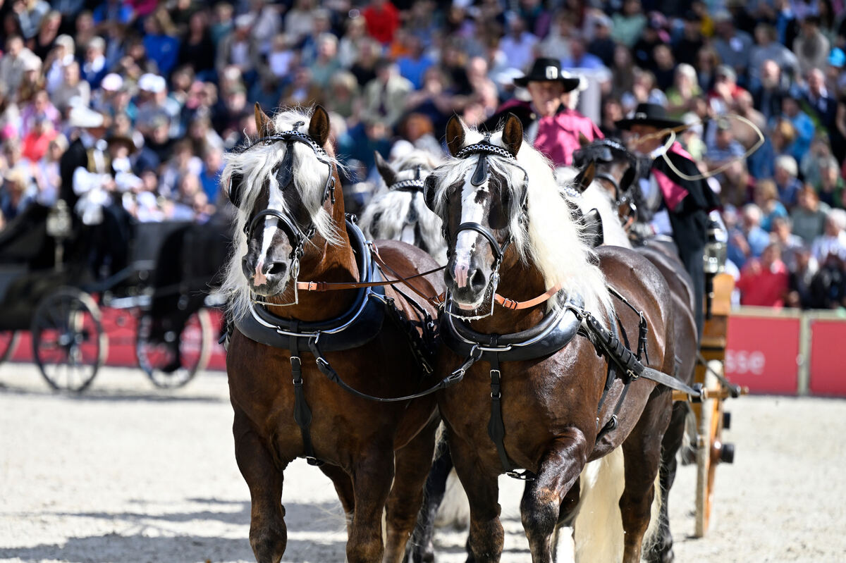 hengstparade_marbach_2023_pieth_16